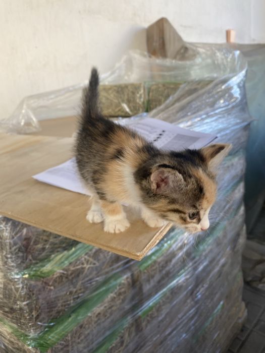 Отдам котят в добрые руки