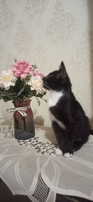 Фелинолог, зоопсихолог, кошачий психолог, бихевиорист