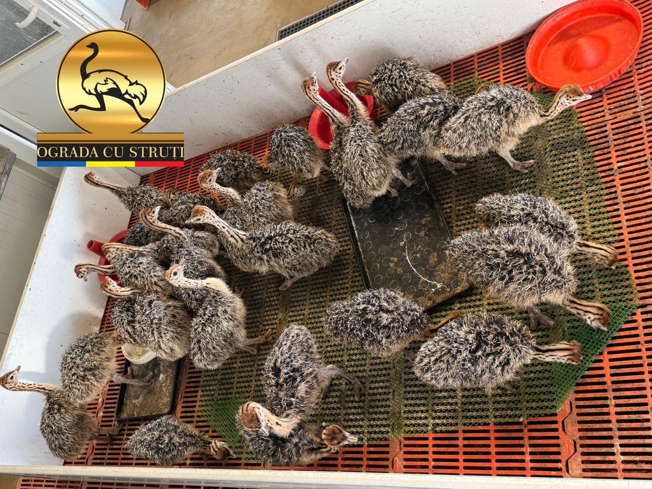 Pui de Strut - Cu Contract - Ograda cu Struti Sebes
