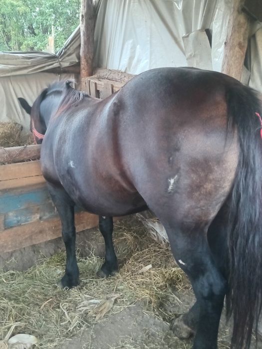 Vând iapă de opt ani cuminte blondă se probează la orice probă mai multe detalii în privat