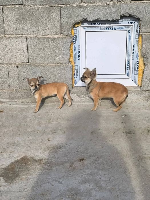 Чихуахуа момче и момиче