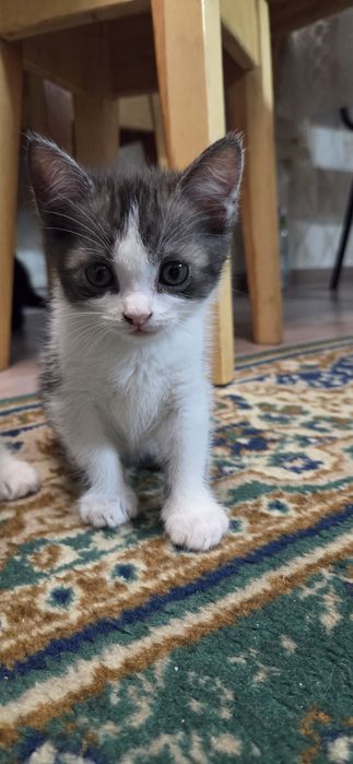 Отдам котят в добрые ручки