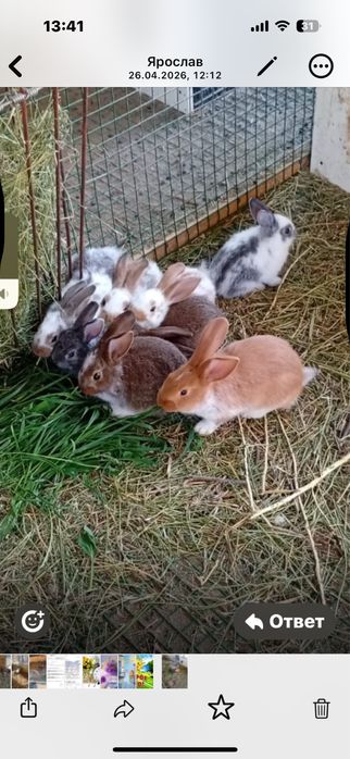 Продам крольчат 1месяц 3000тг