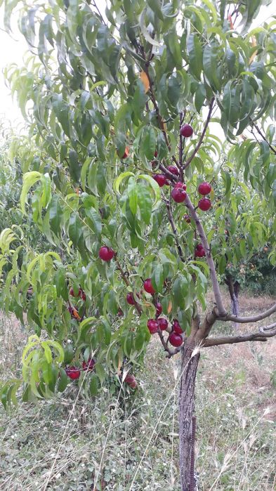 Сграда 90кв.м с Акт.16, с ток и вода в зем. парцел 4,5дка до регулация