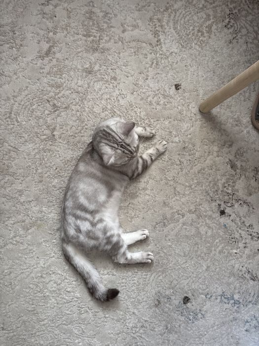 Отдам кота год и 9 месяцев