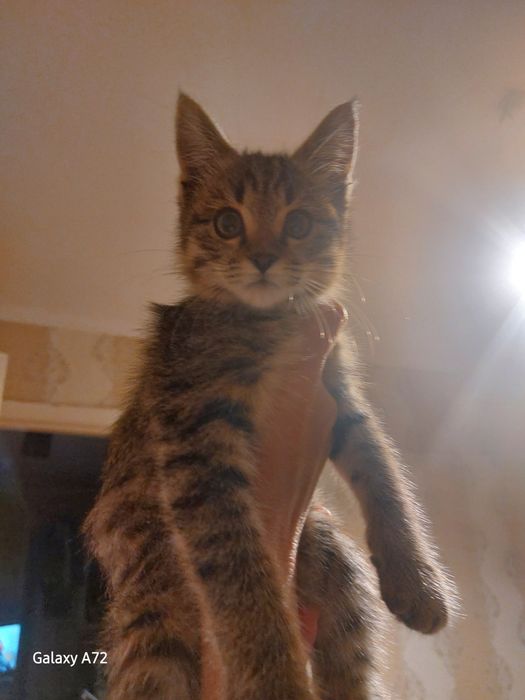 Котёнок в добрые руки