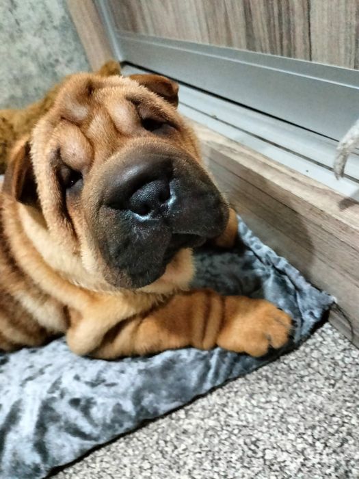 Продам щенков шарпея.рассрочка каспий