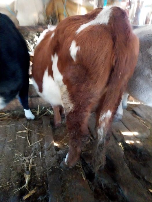 Se vand doua juninci si o vaca gestante.