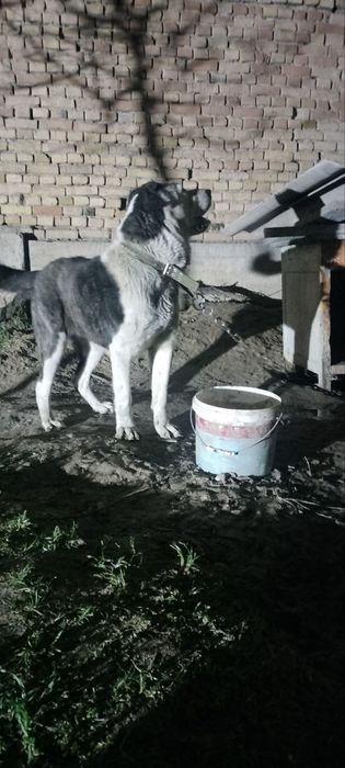 Алабайка/Азиатка