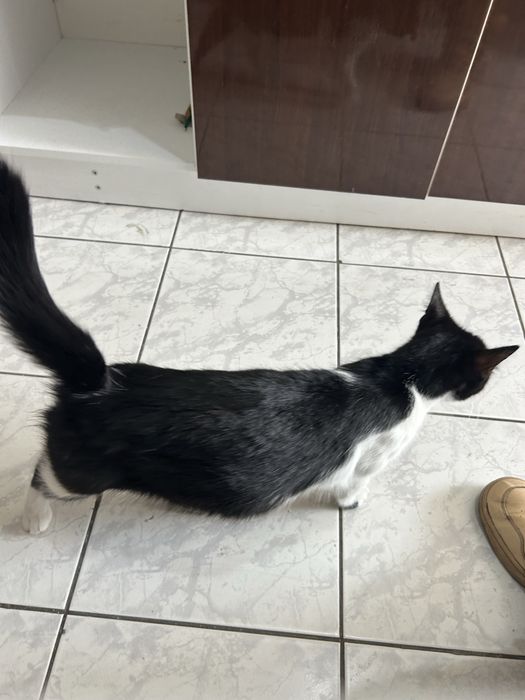 Pisica Gestanta, caut loc temporar de adoptie