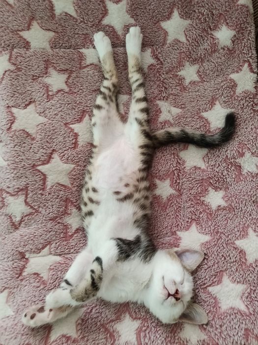 Котенок в добрые руки