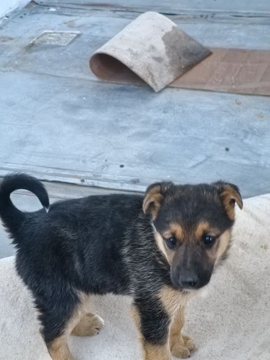 Поло мужское овчарка щенок