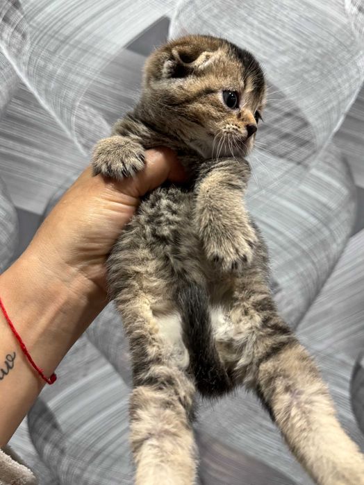 шиншиллы плюшевые детки