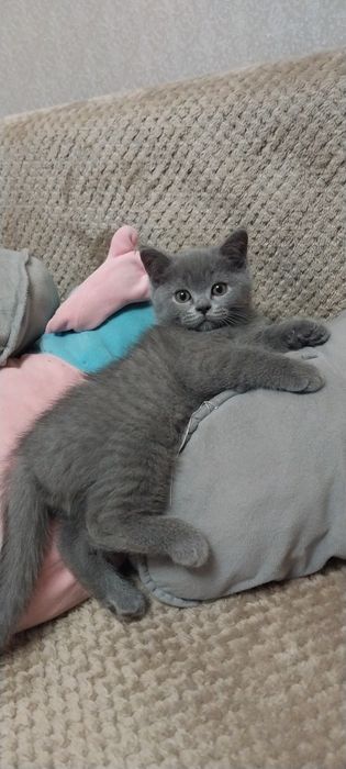 Британский  Котёнок Мальчик