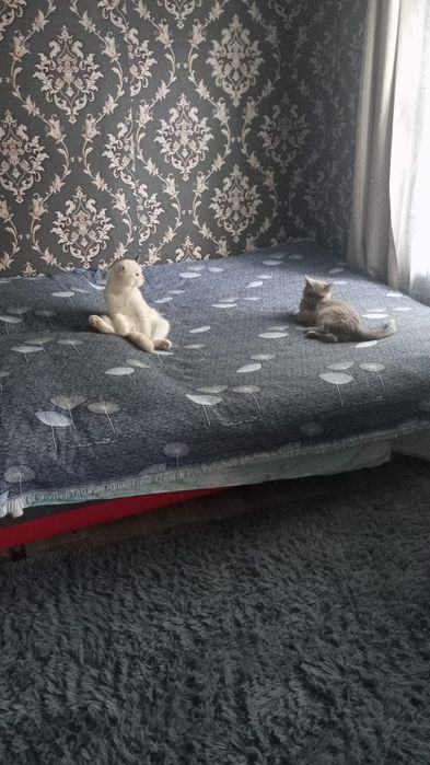 Котята шотландские