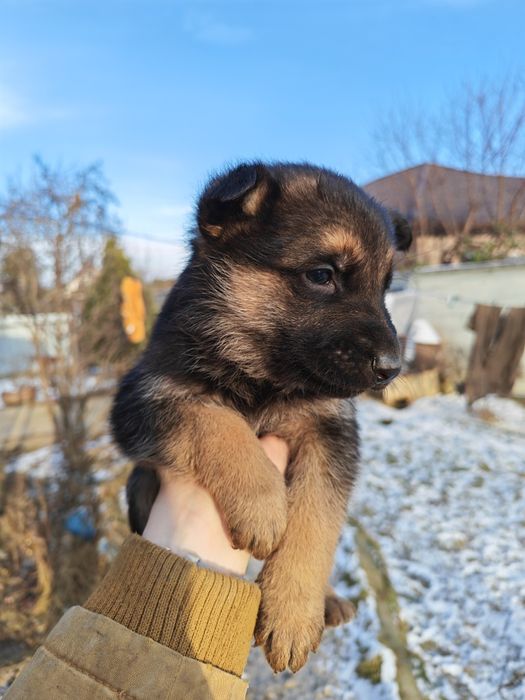 Vând pui Ciobanesc German