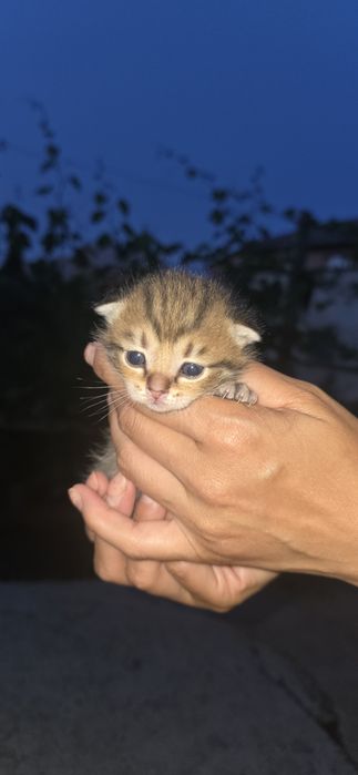 Отдам котят в добрые руки