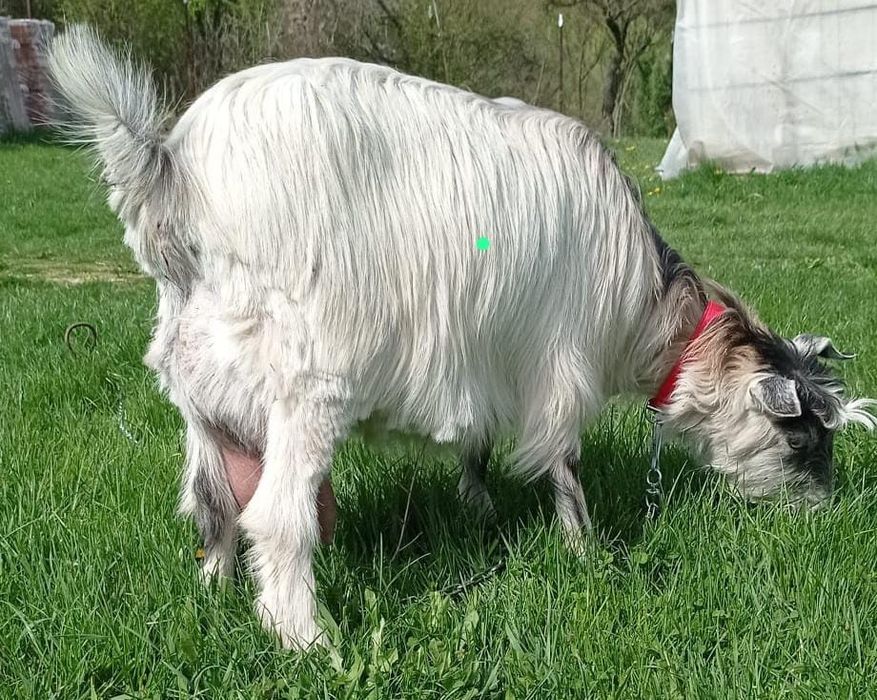 Vând ieduță din capră bună de lapte sau schimb cu grăsun