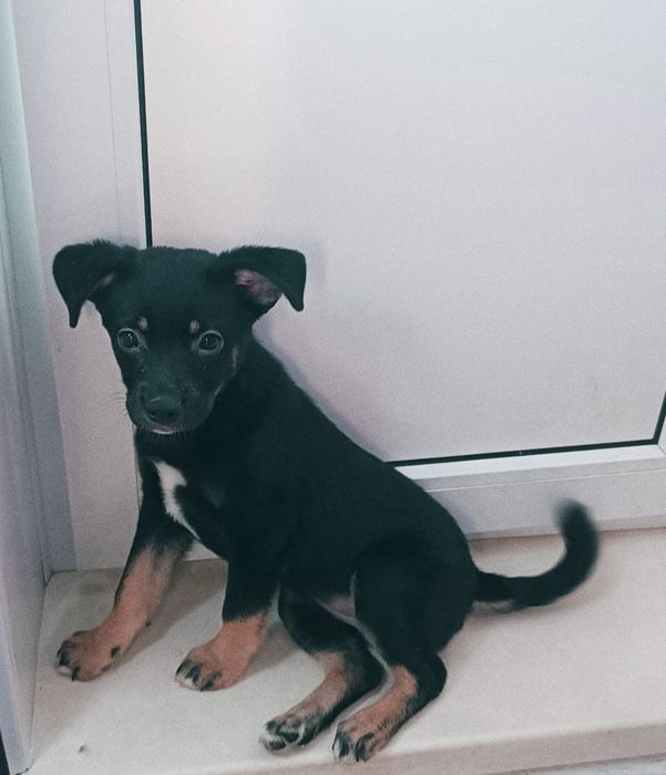 Красотка девочка щенки