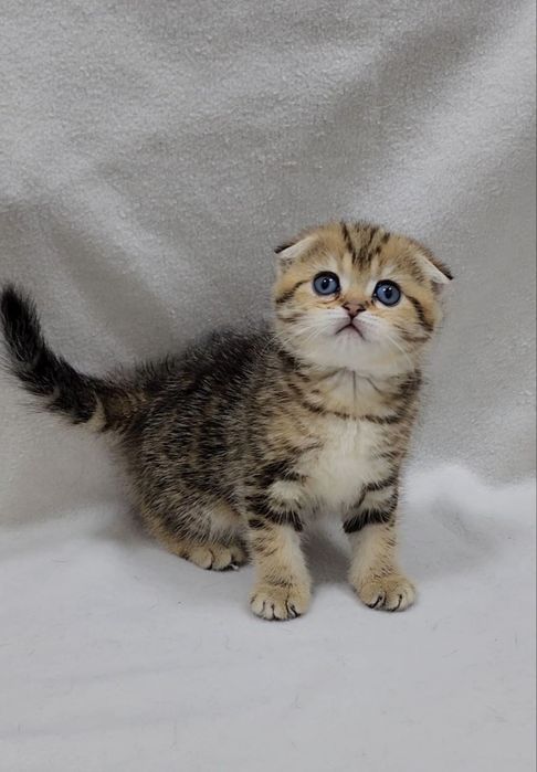 Скотиш фолд девочка золотая шиншилла мраморная