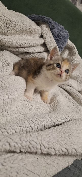 Скоттиш страйт девочка