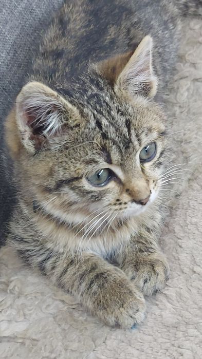 отдам даром котиков и кошечек