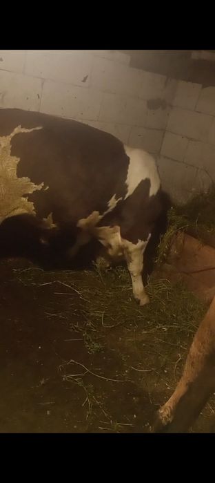 Vând taur un an și 4 luni