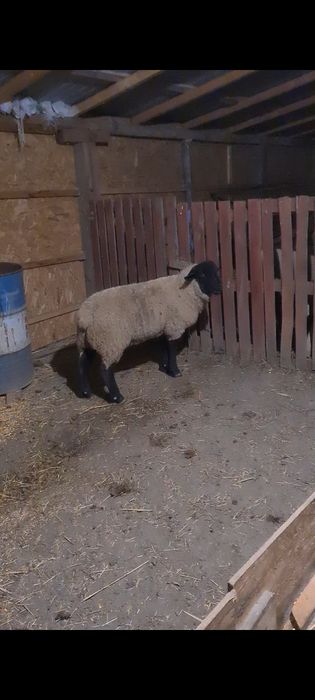 Oi suffolk de vânzare!