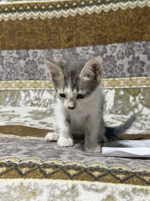 Отдам котенка мальчика