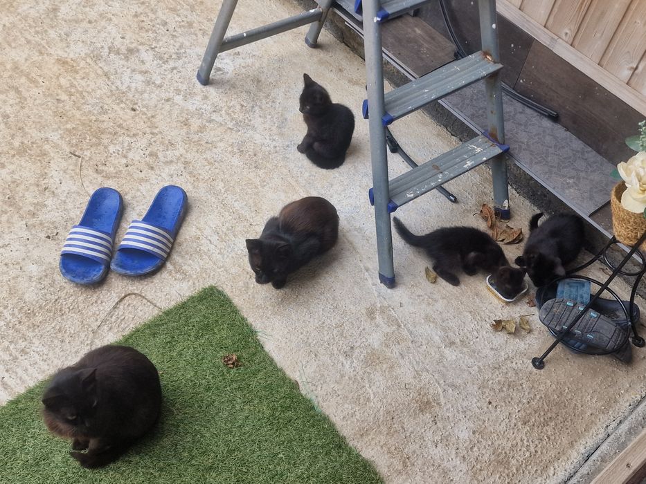 Adoptie  pisicute  negre