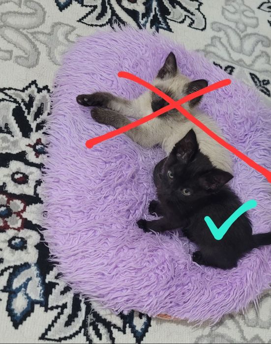 Mushukcha opisanyani o‘qing