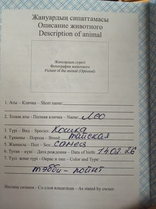 Продам тайского кота