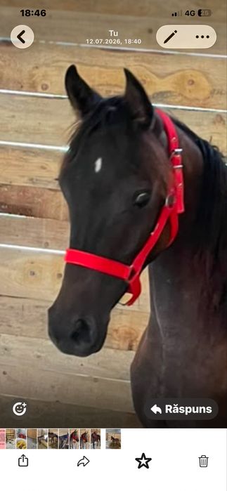 Pur sange arab , mânză 1an si 3 luni , pedigree , pasaport , test adn !