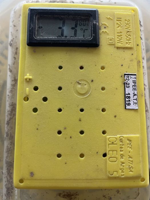 Vând incubator cleo 5