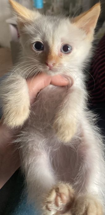 Отдам котят в хорошие и ДОБРЫЕ руки!!