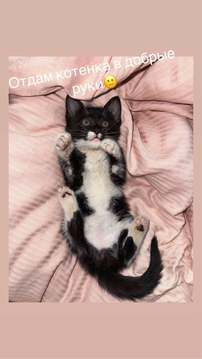 Отдам котенка в добрые руки