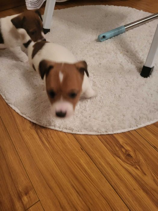 Jack Russell Terrier