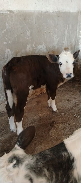 Vand doi vitei de lapte