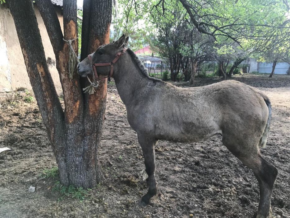 Полторашка жеребец