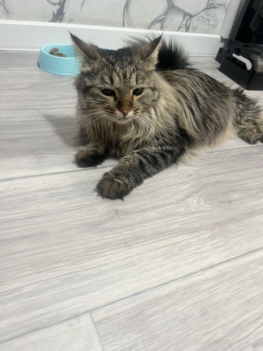 Отдам в хорошие руки кота
