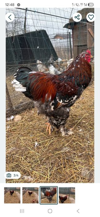 Vand sau schimb 2 cocosi Brahma portelan
