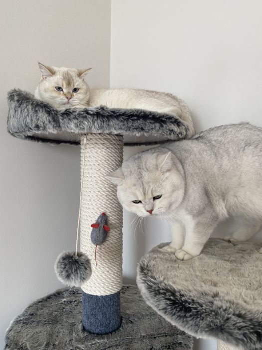 Вязка кот BRI ns11