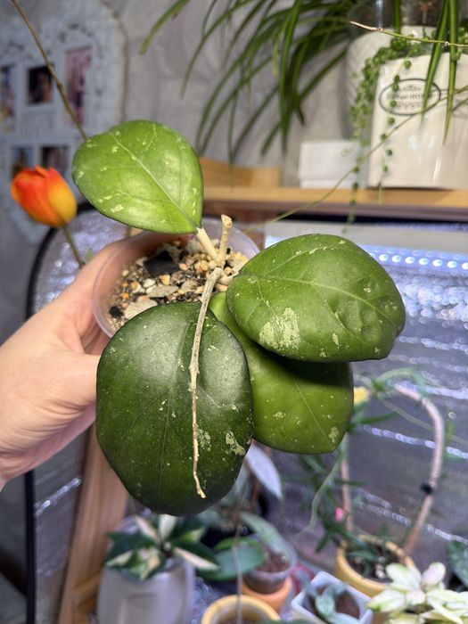 Суккуленты. Комнатные растения