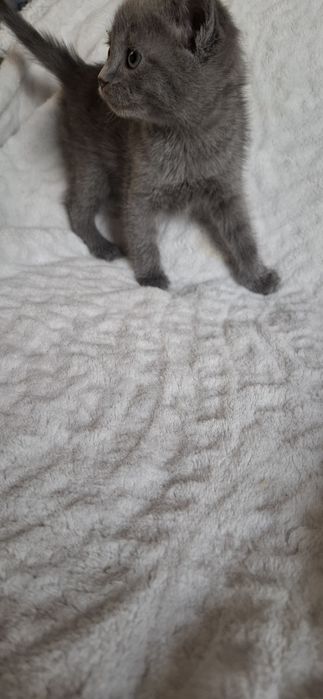 Шотландские котята