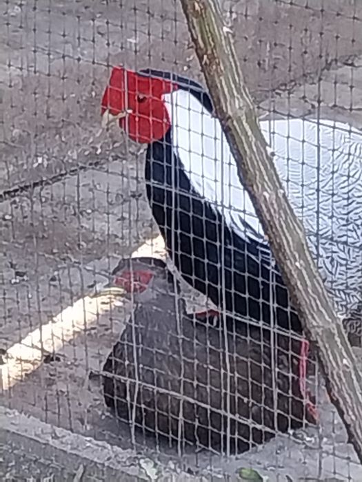 Fazani argintii  adulți