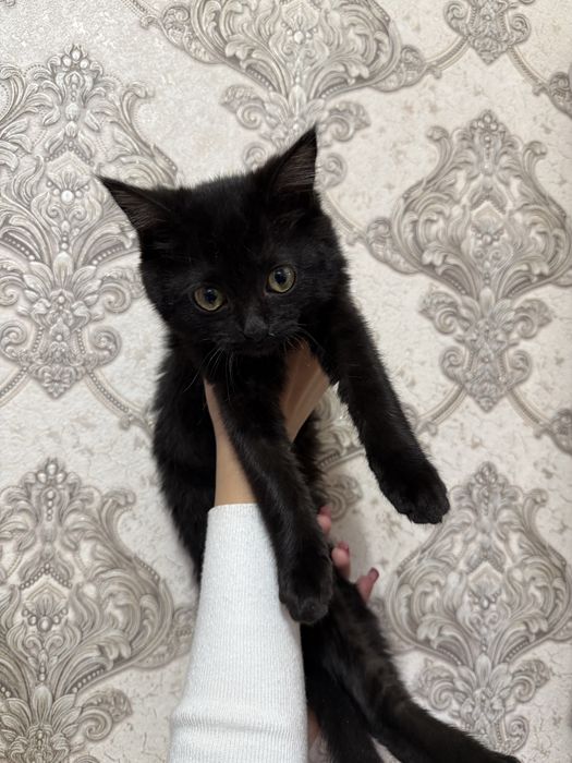 Отдам 2 котенка даром