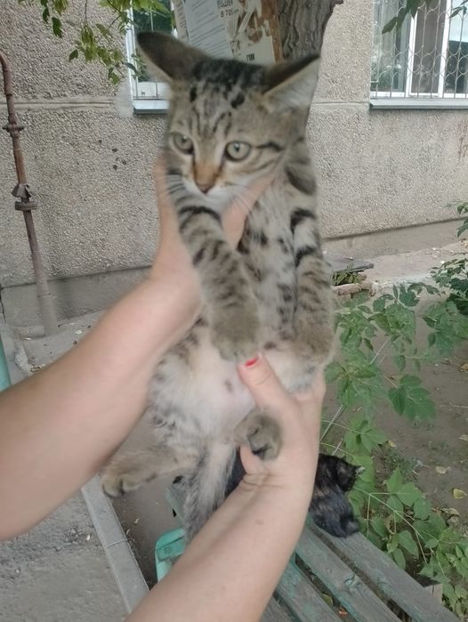 Отдам в добрые руки