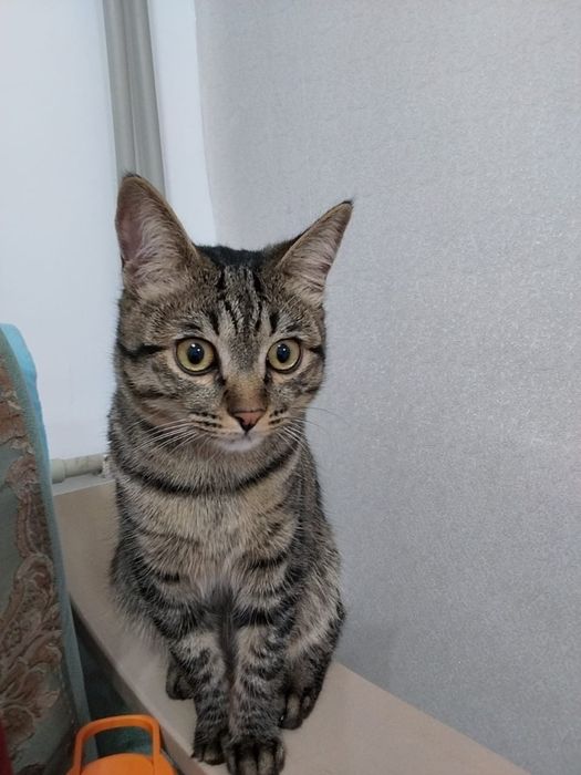 Продается кот домашный