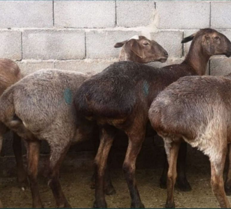 Семиз кой токтылар