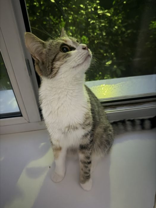 Отдам котенка в хорошие руки